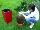 Rempoter les plantes d'intrieur