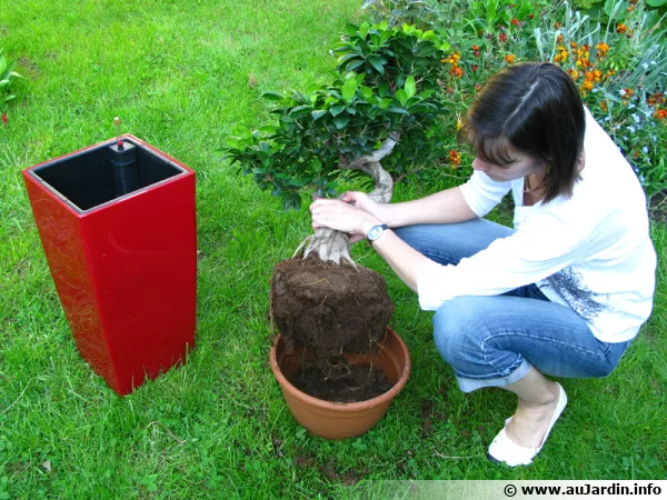 Rempotage d'un ficus Ginseng