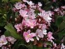 Raphiolpide de l'Inde, Rhaphiolepis indica