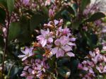 Aubépine indienne de Delacour, Raphiolepis x delacourii 'Spring Time'