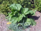 Rhubarbe, Rheum x hybridum