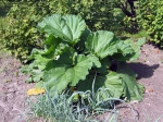 Rhubarbe, Rheum x hybridum
