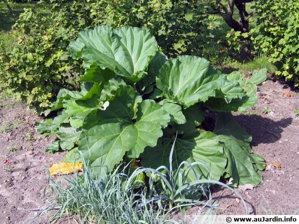 Rhubarbe, Rheum x hybridum