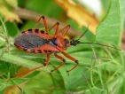 Réduve irascible, Rhynocoris iracundus
