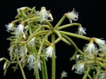 Rhipsalis cereuscula en fleurs