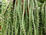 Rhipsalis cruciforme, Rhipsalis cruciformis avec quelques fleurs et bourgeons Rhipsalis cruciforme, Rhipsalis cruciformis avec quelques fleurs et bourgeons