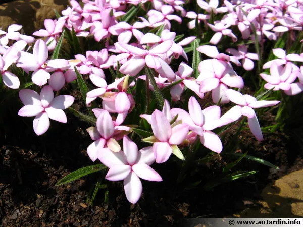 Rhodohypoxis baurii