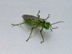 Tenthrède verte, Rhogogaster viridis Tenthrède verte, Rhogogaster viridis