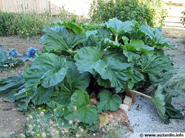 Une rhubarbe ayant pris une belle ampleur