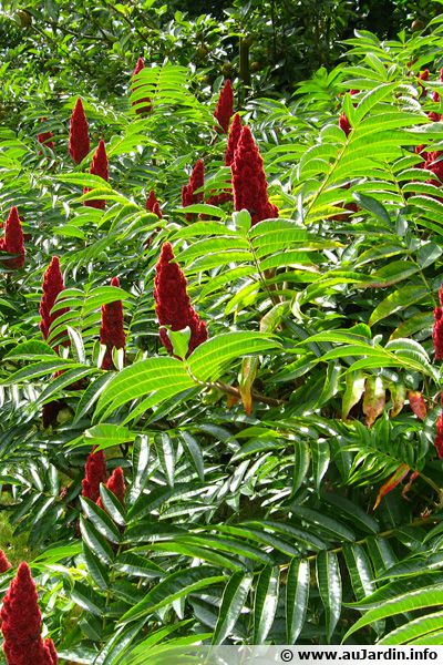  Sumac  de  Virginie  Vinaigrier Rhus typhina planter 