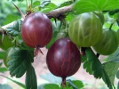 Groseillier a maquereau (Groseille), Ribes grossularia