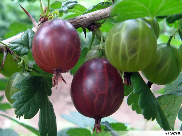 Groseillier a maquereau (Groseille), Ribes grossularia