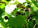 Planter, tailler et entretenir le cassissier