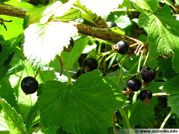 Fruits du cassissier, le cassis