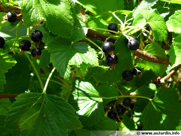 Cassissier (cassis), Ribes nigrum
