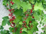 Groseillier � grappes (Groseille), Ribes rubrum