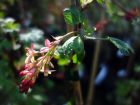 Groseillier de Gordon, Ribes x gordonianum