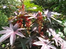 Ricin commun, Ricinus communis