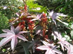 Ricin commun, Ricinus communis