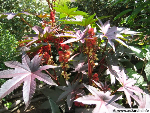 Ricin commun, Ricinus communis
