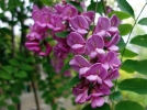 Robinier faux-acacia, Carouge, Cassie,  Robinia pseudoacacia