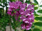 Robinier faux-acacia, Carouge, Cassie,  Robinia pseudoacacia