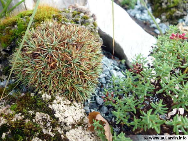 Petite rocaille de plantes alpines