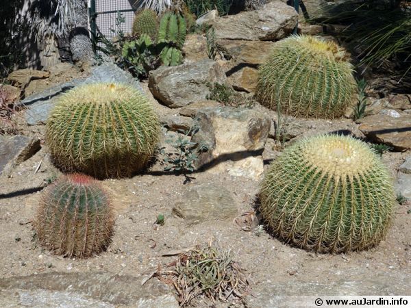 Rocaille de cactus et plantes grasses
