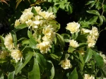 Rosier de Banks jaune, Rosa banksiae 'Lutea'