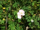 Des roses au naturel
