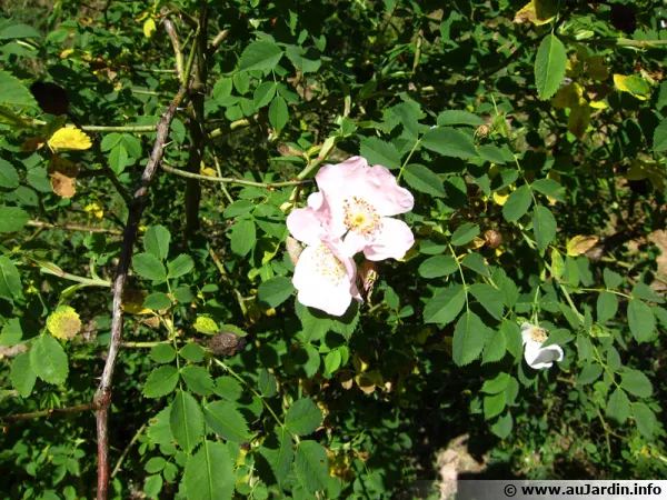 Des roses au naturel