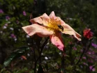 Rosier de Chine changeant, Rosepapillon, Rosa chinensis 'Mutabilis'