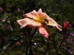Rosier de Chine changeant, Rose papillon, Rosa chinensis 'Mutabilis'
