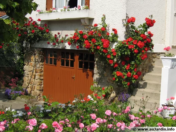 Habiller sa façade avec des grimpantes