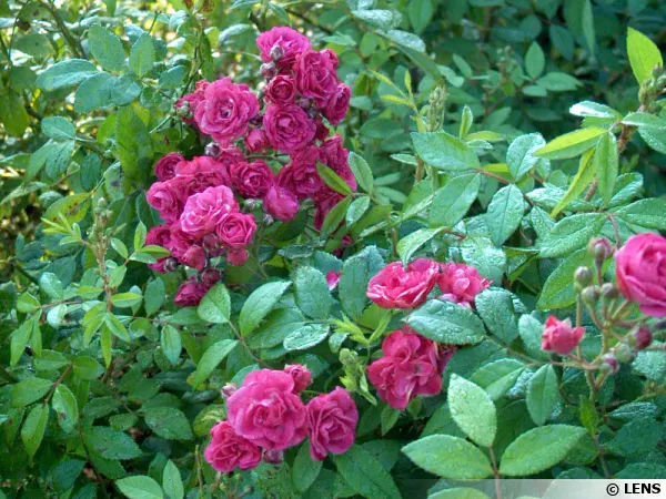 Rosier Lens Dinky