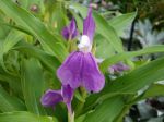 Gingembre orchidée, Roscoea auriculata Gingembre orchidée, Roscoea auriculata