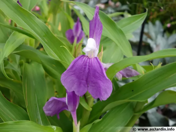 Gingembre orchide, Roscoea auriculata