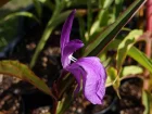 Gingembre orchide pourpre, Roscoea pourpre, Roscoea purpurea
