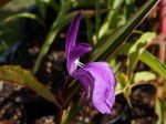 Gingembre orchidée pourpre, Roscoea pourpre, Roscoea purpurea