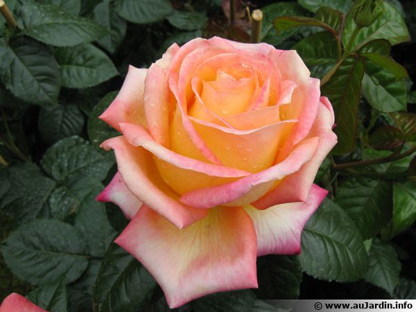 Les rosiers sont bien souvent protégés