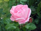 Le parfum des roses