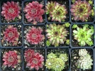 Diff�rencier Echeverias, Sempervivums et Jovibarbes