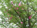 Planter un rosier liane auprès d'un grand arbre