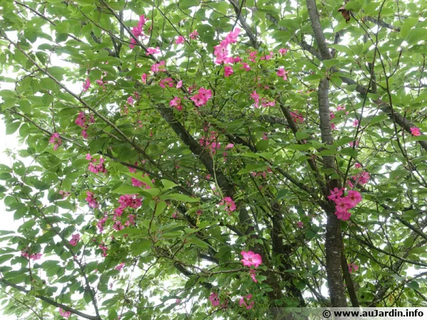 Un rosier qui grimpe aux arbres ...
