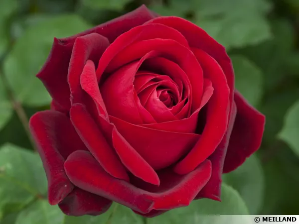 Rosier 'Edith Piaf'