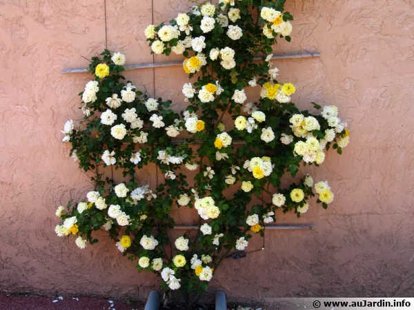 Les rosiers grimpants utilisent leurs pines pour s'accrocher
