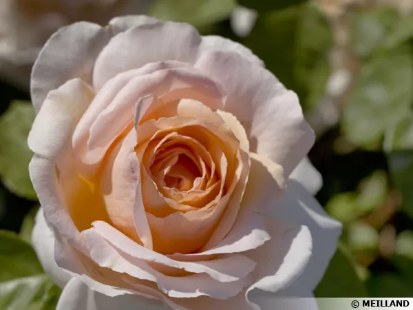 Rosier grimpant 'André Le Nôtre'