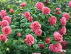 Rosier grimpant 'Dee Dee'