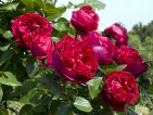 Rosier grimpant 'Eric Tabarly Meidrason'