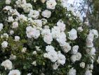 Rosier grimpant 'Liane Looping'